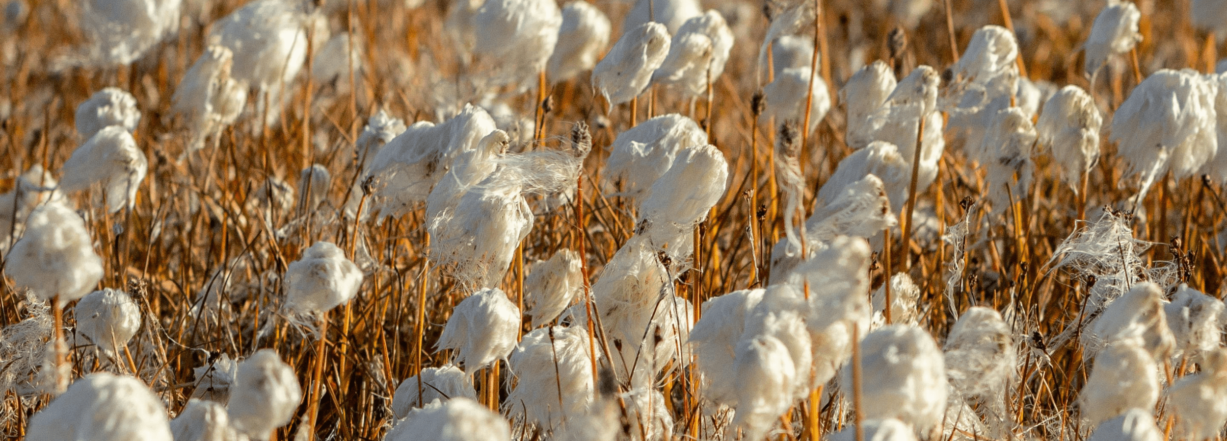 Importance of cotton